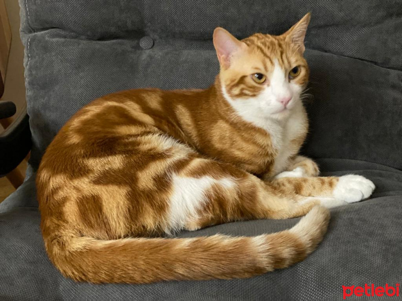 Sarman, Kedi  Eros fotoğrafı