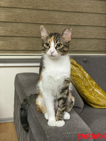 Tekir Kedi, Kedi  Hera fotoğrafı