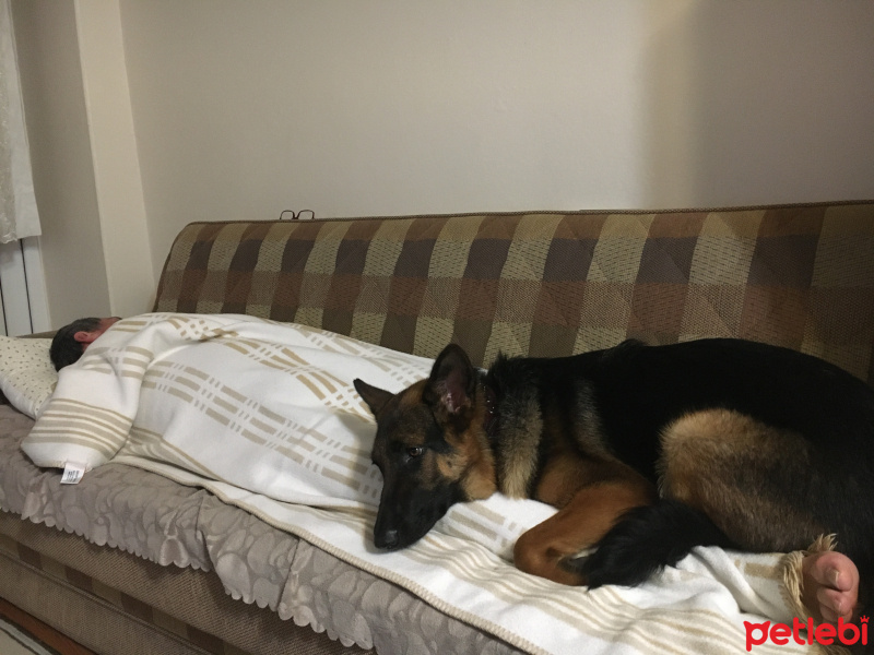 Alman Çoban Köpeği, Köpek  Gizmo fotoğrafı