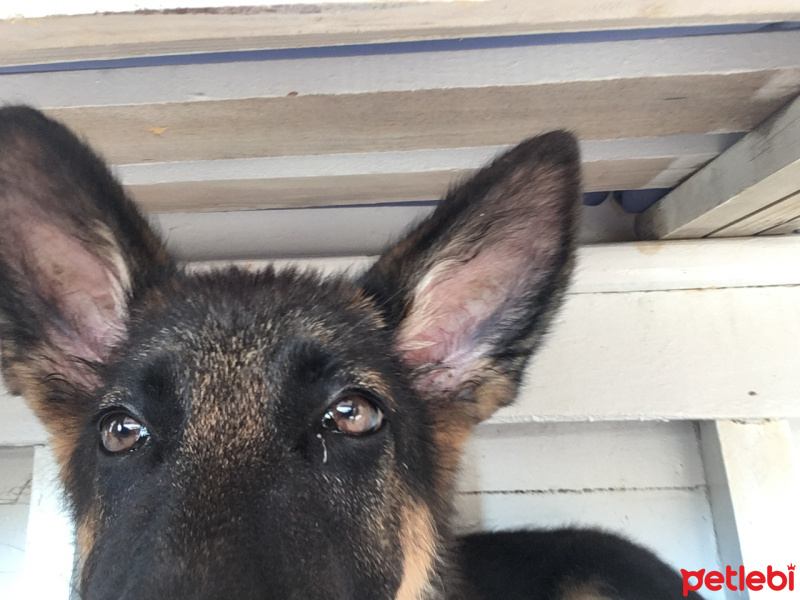Alman Çoban Köpeği, Köpek  Gizmo fotoğrafı