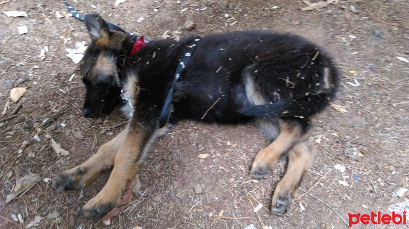 Alman Çoban Köpeği, Köpek  Gizmo fotoğrafı