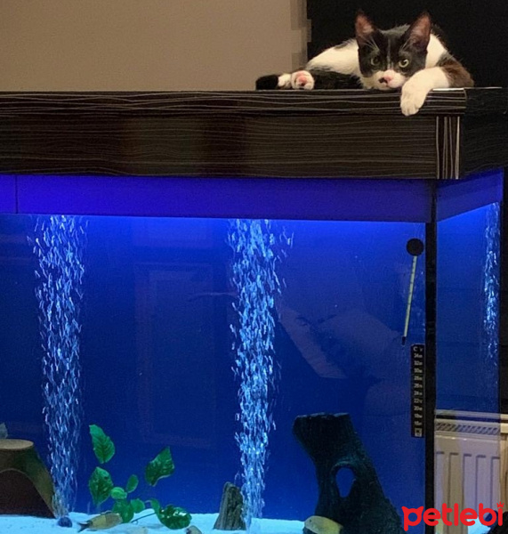 Tuxedo (Smokin) Kedi, Kedi  Ege fotoğrafı