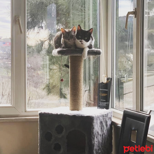 Tuxedo (Smokin) Kedi, Kedi  Ege fotoğrafı