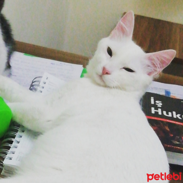 Ankara Kedisi, Kedi  İnstagramda angoracatyaren fotoğrafı