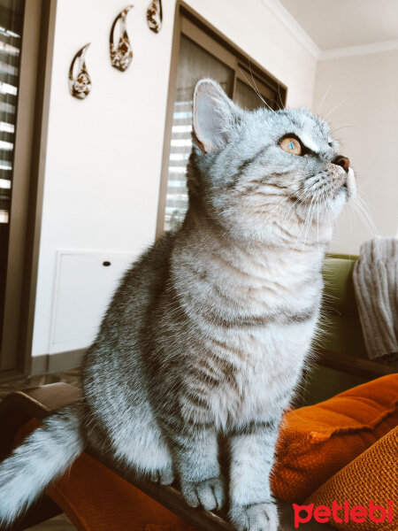 British Shorthair, Kedi  Mırmır fotoğrafı