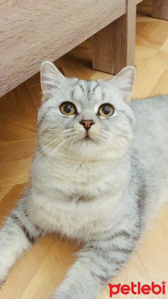 British Shorthair, Kedi  Mırmır fotoğrafı