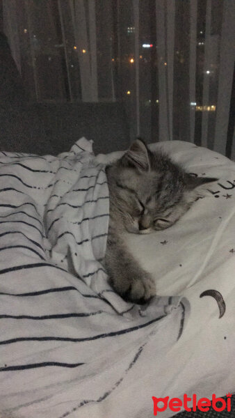 British Shorthair, Kedi  Mırmır fotoğrafı