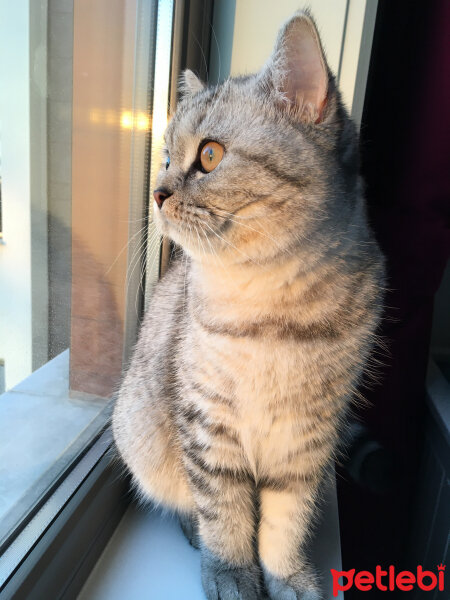 British Shorthair, Kedi  Mırmır fotoğrafı