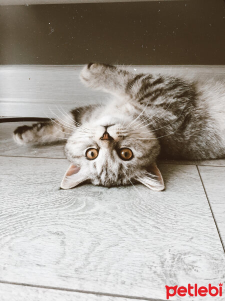 British Shorthair, Kedi  Mırmır fotoğrafı