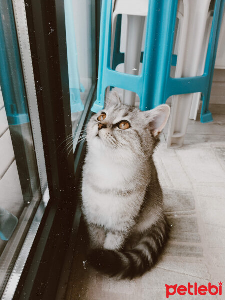 British Shorthair, Kedi  Mırmır fotoğrafı