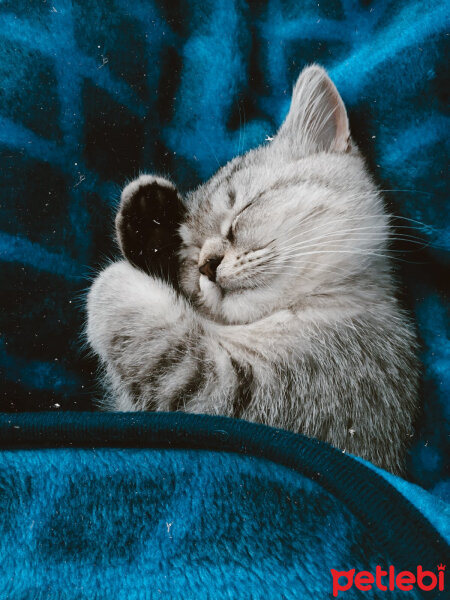 British Shorthair, Kedi  Mırmır fotoğrafı