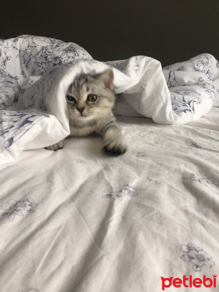 British Shorthair, Kedi  Mırmır fotoğrafı