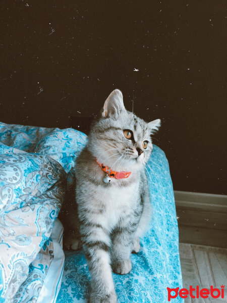 British Shorthair, Kedi  Mırmır fotoğrafı