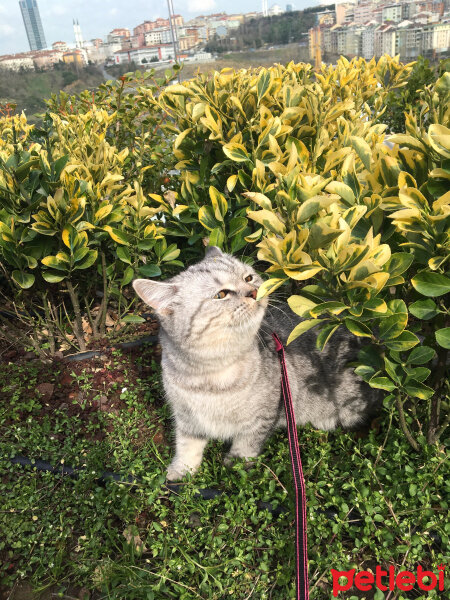 British Shorthair, Kedi  Mırmır fotoğrafı