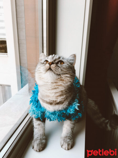 British Shorthair, Kedi  Mırmır fotoğrafı