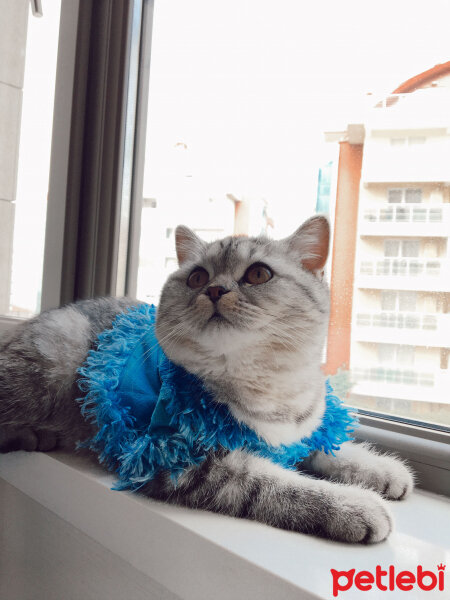 British Shorthair, Kedi  Mırmır fotoğrafı