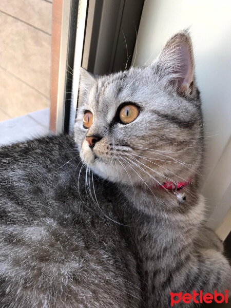 British Shorthair, Kedi  Mırmır fotoğrafı