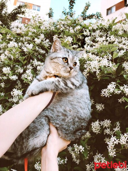 British Shorthair, Kedi  Mırmır fotoğrafı