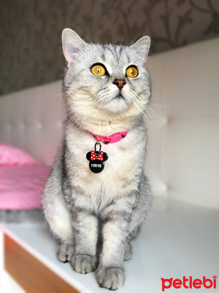 British Shorthair, Kedi  Mırmır fotoğrafı