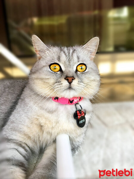 British Shorthair, Kedi  Mırmır fotoğrafı