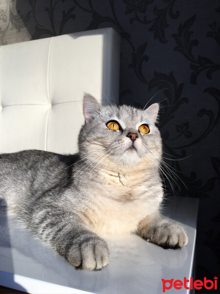 British Shorthair, Kedi  Mırmır fotoğrafı