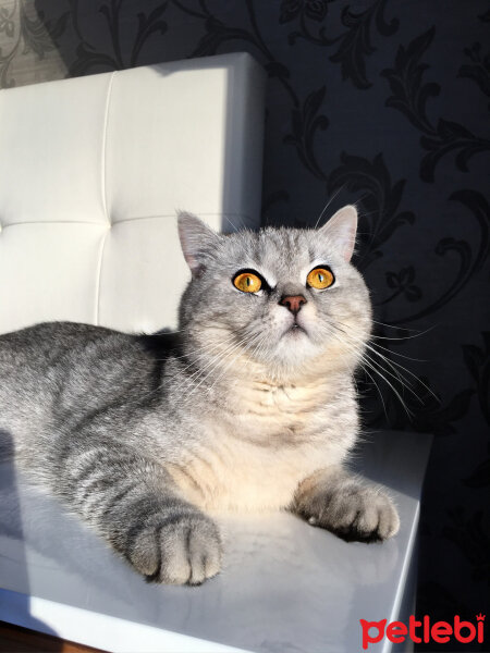 British Shorthair, Kedi  Mırmır fotoğrafı