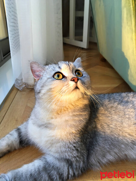 British Shorthair, Kedi  Mırmır fotoğrafı