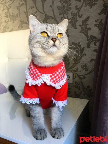 British Shorthair, Kedi  Mırmır fotoğrafı