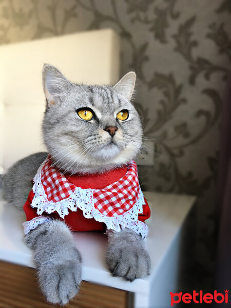 British Shorthair, Kedi  Mırmır fotoğrafı