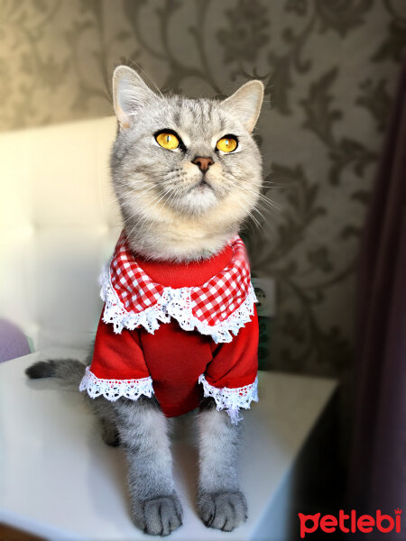 British Shorthair, Kedi  Mırmır fotoğrafı