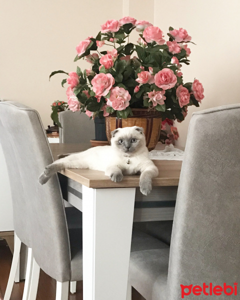 Scottish Fold, Kedi  Lokum fotoğrafı