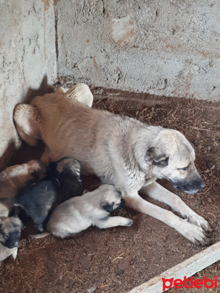 Kangal, Köpek  Karalar fotoğrafı