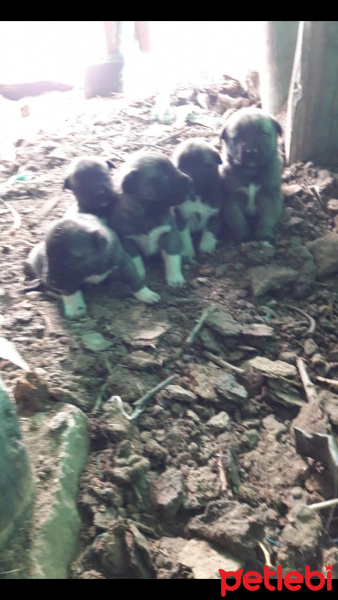 Kangal, Köpek  Karalar fotoğrafı