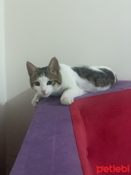 Tekir Kedi, Kedi  Paşa fotoğrafı