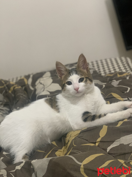 Tekir Kedi, Kedi  Paşa fotoğrafı