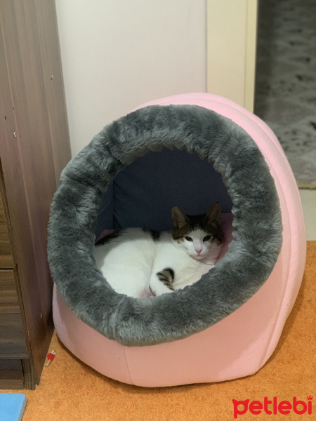 Tekir Kedi, Kedi  Paşa fotoğrafı