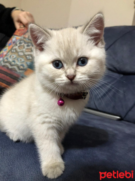 British Shorthair, Kedi  Lili fotoğrafı