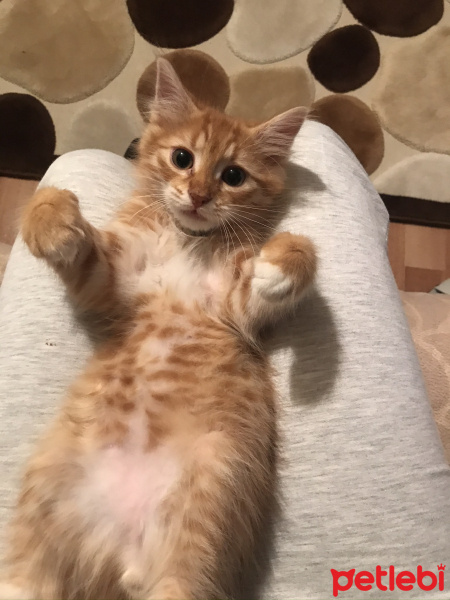 Tekir Kedi, Kedi  FİGARO fotoğrafı