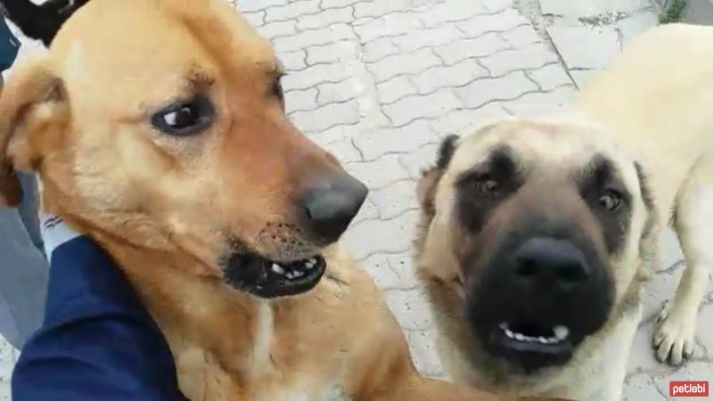 Sokö (Sokak Köpeği), Köpek  Ramço ile Dingo fotoğrafı