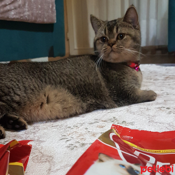 British Shorthair, Kedi  Berlin fotoğrafı