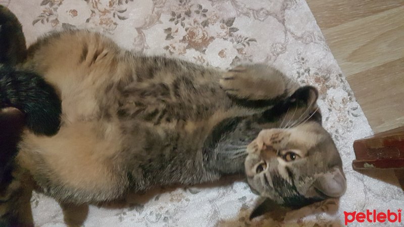 British Shorthair, Kedi  Berlin fotoğrafı