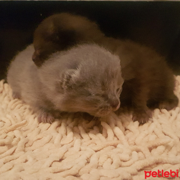 British Shorthair, Kedi  Berlin fotoğrafı