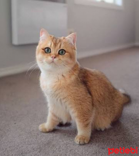 British Shorthair, Kedi  Berlin fotoğrafı