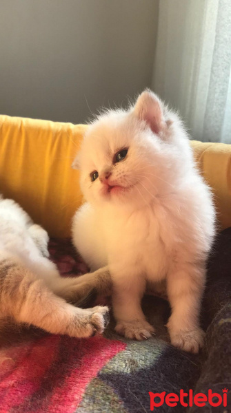 British Shorthair, Kedi  Berlin fotoğrafı