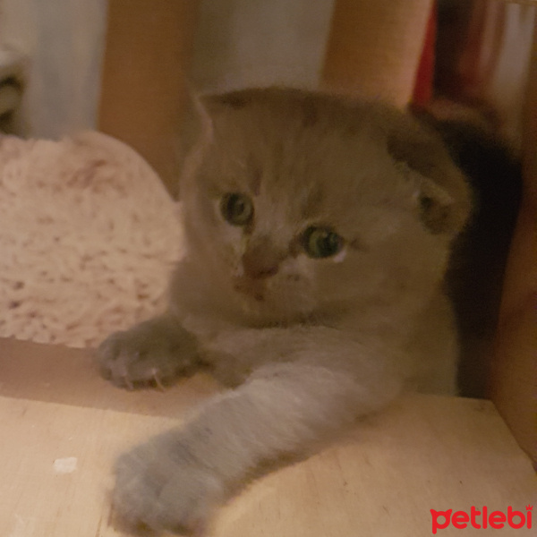 British Shorthair, Kedi  Berlin fotoğrafı