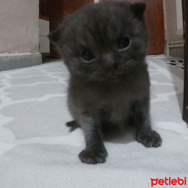 British Shorthair, Kedi  Berlin fotoğrafı