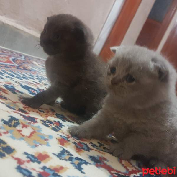 British Shorthair, Kedi  Berlin fotoğrafı