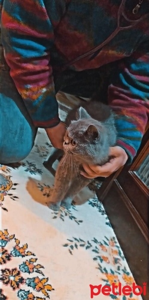 British Shorthair, Kedi  Berlin fotoğrafı