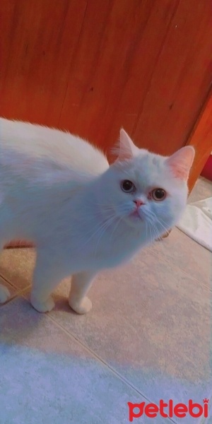 British Shorthair, Kedi  Berlin fotoğrafı