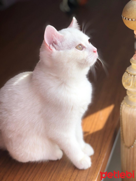 British Shorthair, Kedi  Kaju fotoğrafı